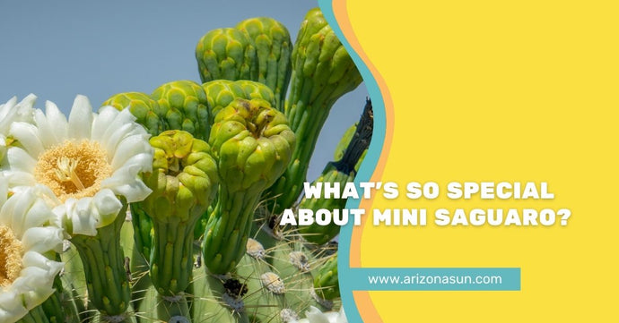 What’s So Special About Mini Saguaro?