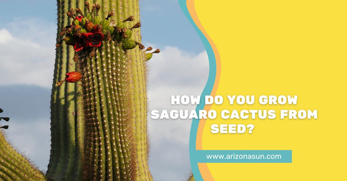 How Do You Grow Saguaro Cactus from Seed?