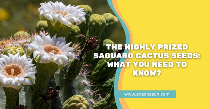The Highly Prized Saguaro Cactus Seeds: What You Need to Know?