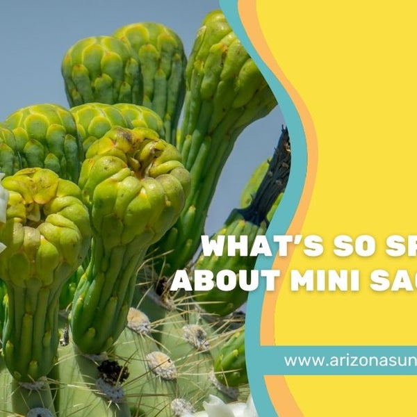 What's So Special About Mini Saguaro?