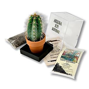 Saguaro Cacti Seeds and Mini Clay Pot